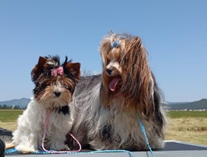 img 20250624 elli in jack, postojna mateja k.