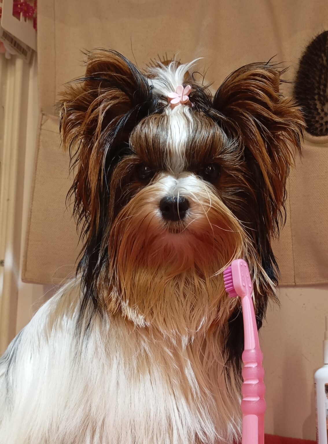 Domov img 20251101 elly mateja k.