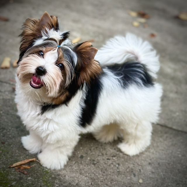 smiling biewer terrier